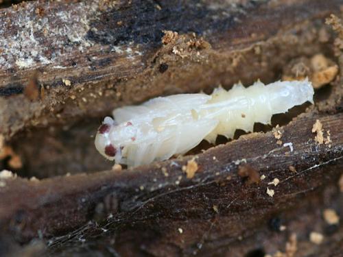Nacerdes carniolica