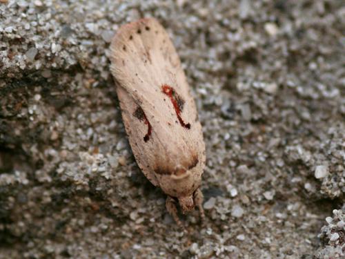 Réf. 26 502 : Agonopterix ocellana
