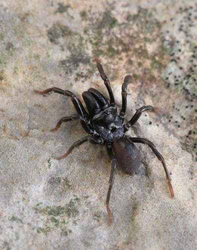 Atypus sp.