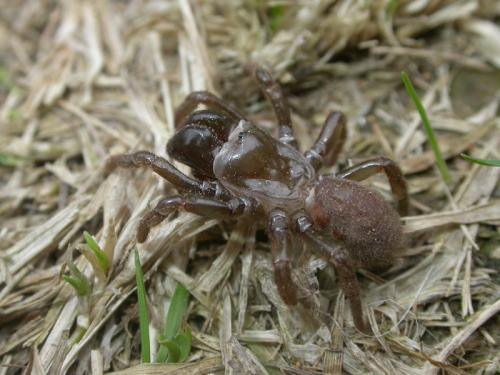 Atypus affinis