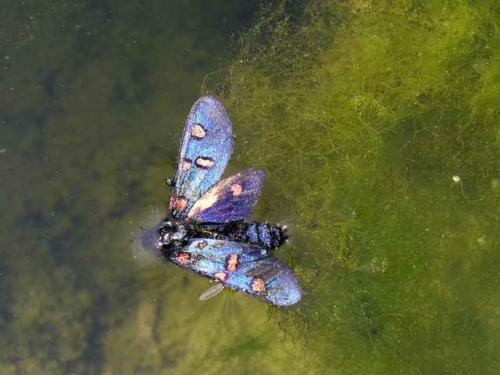 Zygaena lavandulae