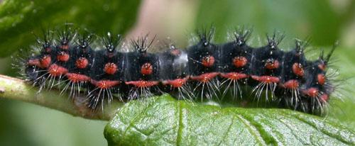 Saturnia pavoniella