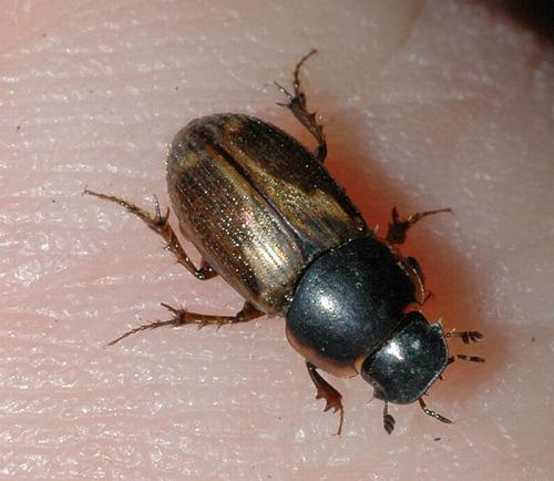 Melinopterus prodromus