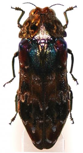 Réf. 26 301 : Phlocteis humeralis