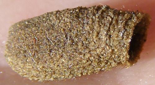 Réf. 26 398 : Clytra sp.