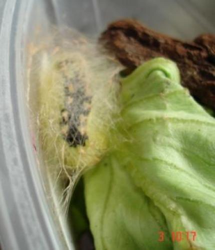 Calliteara pudibunda