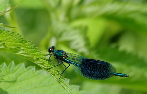 Calopteryx splendens