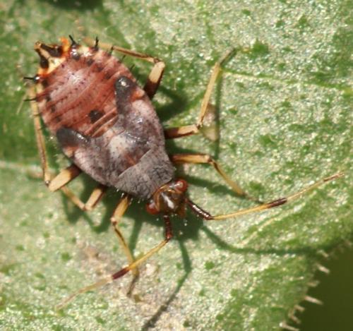 Réf. 26 594 : Deraeocoris ruber
