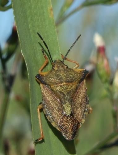 Carpocoris mediterraneus atlanticus