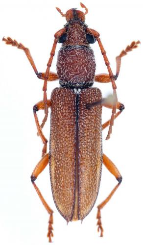 Anatinomma bispinosum