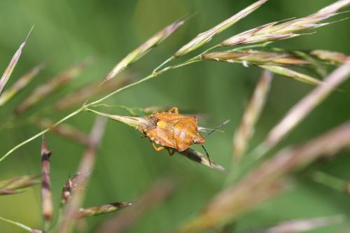 Carpocoris purpureipennis