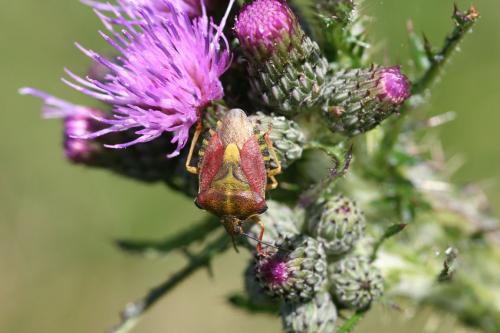 Réf. 26 181 : Carpocoris purpureipennis