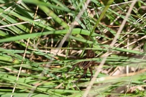 Réf. 26 177 : Dolomedes sp.