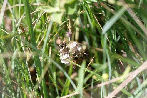 Polistes nimpha