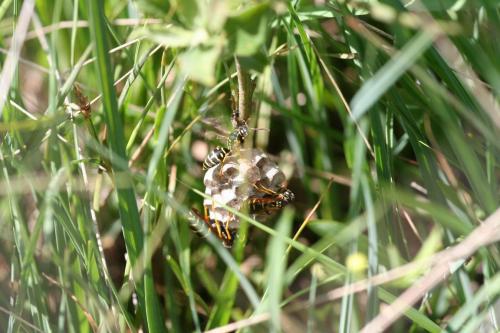 Polistes nimpha