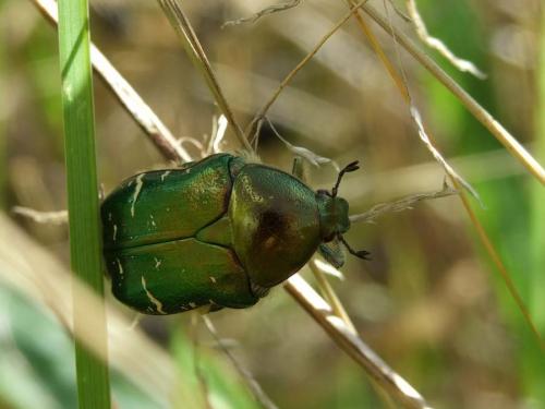 Réf. 26 244 : Cetonia aurata aurata