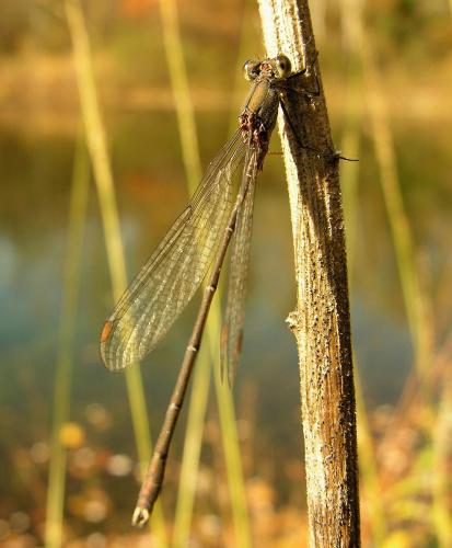 Chalcolestes viridis
