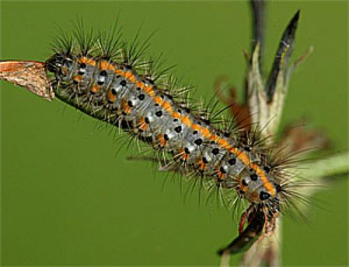 Phragmatobia fuliginosa