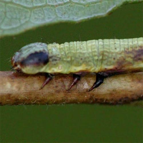 Macaria alternata