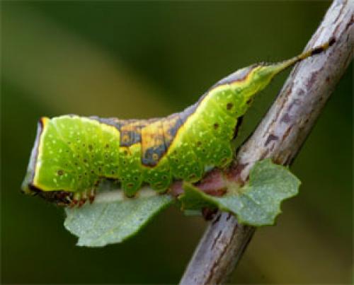 Furcula sp.