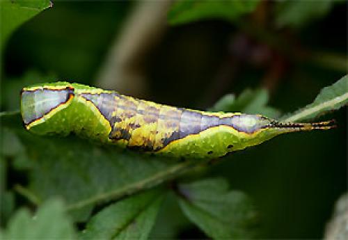 Furcula sp.