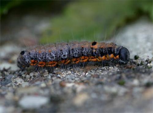 Clostera pigra