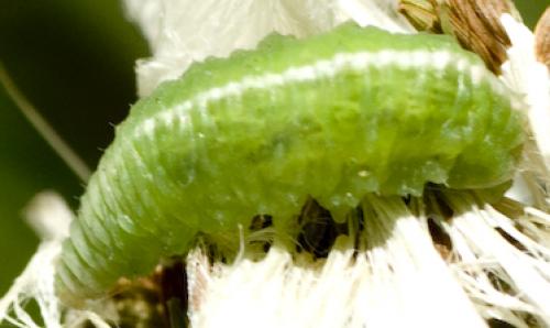 Scaeva pyrastri