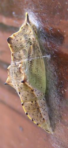 Réf. 26 777 : Pieris rapae