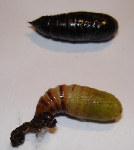 Réf. 26 456 : Lacanobia oleracea