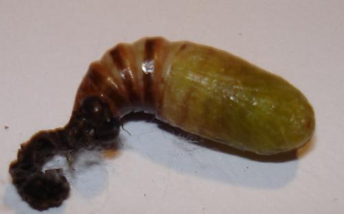 Réf. 26 457 : Lacanobia oleracea