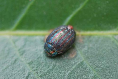 Chrysolina americana