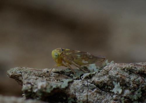 Réf. 26 505 : Tremulicerus tremulae