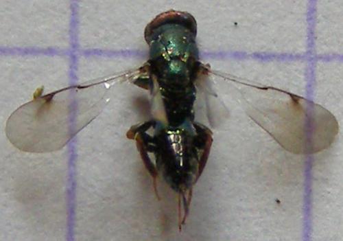 Réf. 26 437 : Monodontomerus sp.