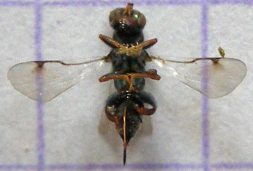 Monodontomerus sp.
