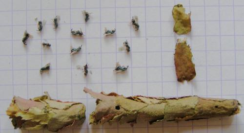 Réf. 26 436 : Monodontomerus sp.