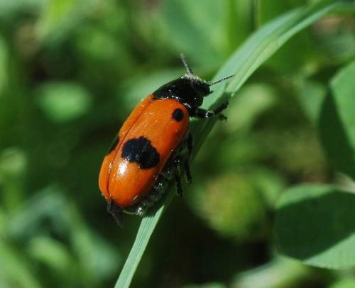 Réf. 26 413 : Clytra sp.
