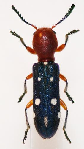Réf. 26 304 : Pallenis sp.