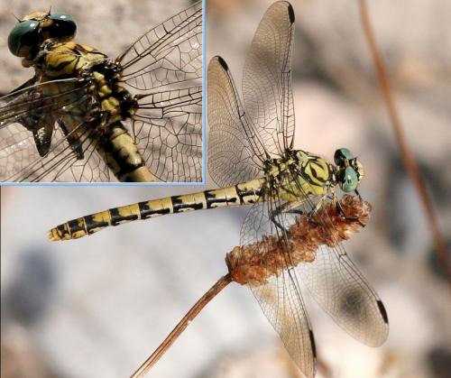 Réf. 26 440 : Onychogomphus forcipatus