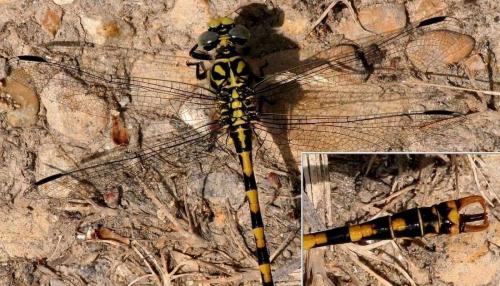 Onychogomphus forcipatus