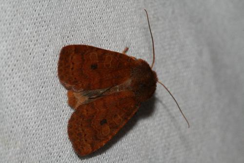 Réf. 26 695 : Conistra sp.