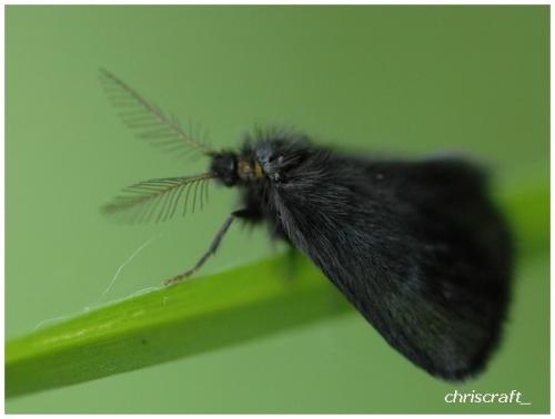 Epichnopterix plumella