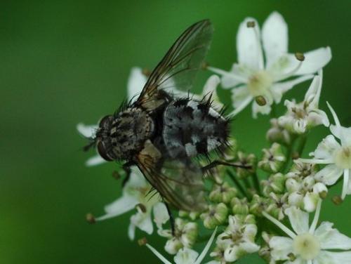 Linnaemya sp.