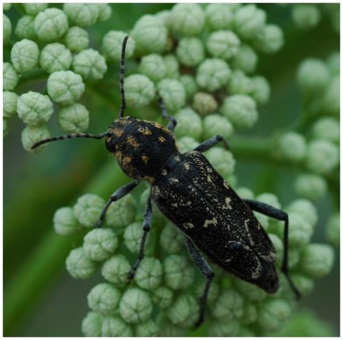 Réf. 26 579 : Xylotrechus rusticus