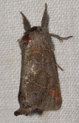 Réf. 26 964 : Clostera pigra