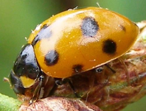 Réf. 26 192 : Ceratomegilla undecimnotata