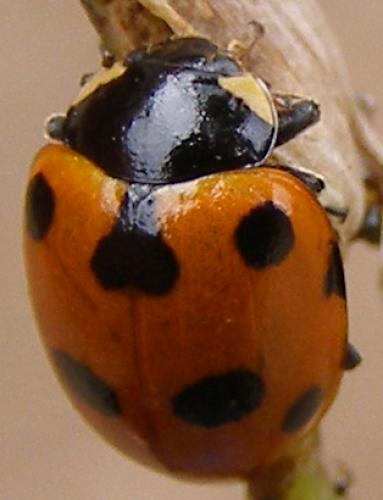 Réf. 26 193 : Ceratomegilla undecimnotata