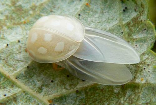Halyzia sedecimguttata