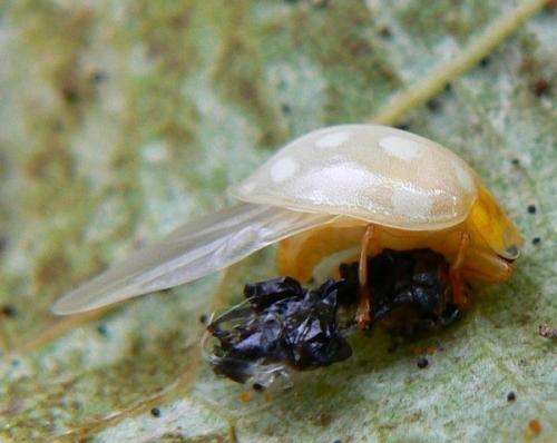 Halyzia sedecimguttata
