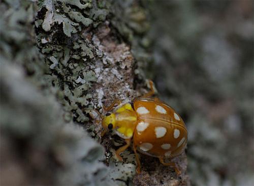 Halyzia sedecimguttata