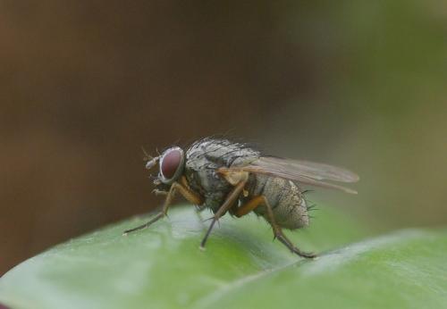 Réf. 26 406 : Helina sp.